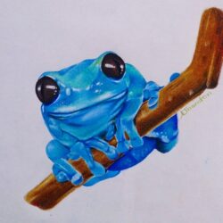Realistic Frog Drawing Picture