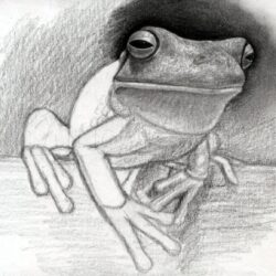 Realistic Frog Drawing Professional Artwork