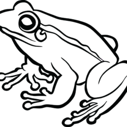 Realistic Frog Drawing Realistic Sketch