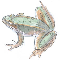 Realistic Frog Drawing Sketch