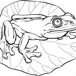 Realistic Frog Drawing Stunning Sketch