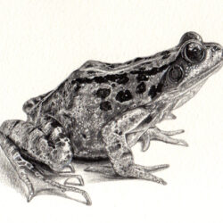 Realistic Frog Drawing Unique Art