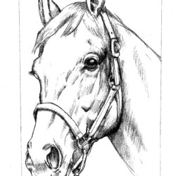 Realistic Horse Drawing Amazing Sketch