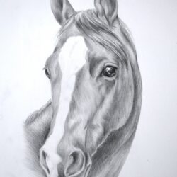 Realistic Horse Drawing Art