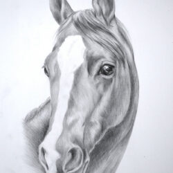 Realistic Horse Drawing Artistic Sketching