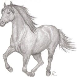 Realistic Horse Drawing Creative Style
