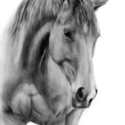 Realistic Horse Drawing Detailed Sketch