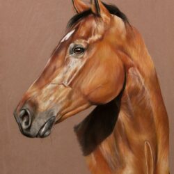 Realistic Horse Drawing Hand Drawn