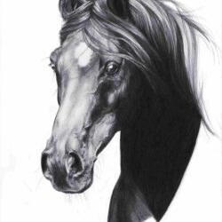 Realistic Horse Drawing Hand Drawn Sketch
