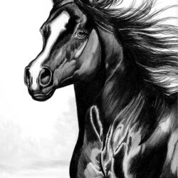 Realistic Horse Drawing Modern Sketch