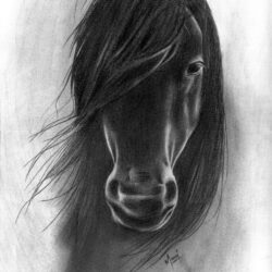 Realistic Horse Drawing Picture