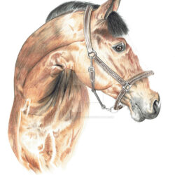 Realistic Horse Drawing Sketch