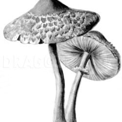 Realistic Mushroom Drawing Amazing Sketch