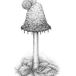 Realistic Mushroom Drawing Art