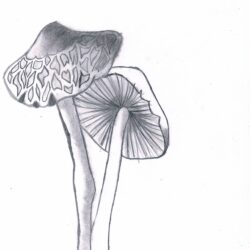 Realistic Mushroom Drawing Artistic Sketching