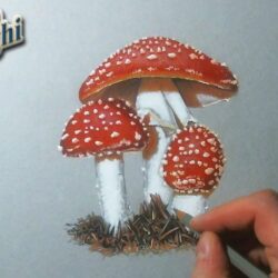 Realistic Mushroom Drawing Creative Style