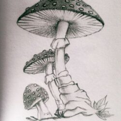 Realistic Mushroom Drawing Detailed Sketch