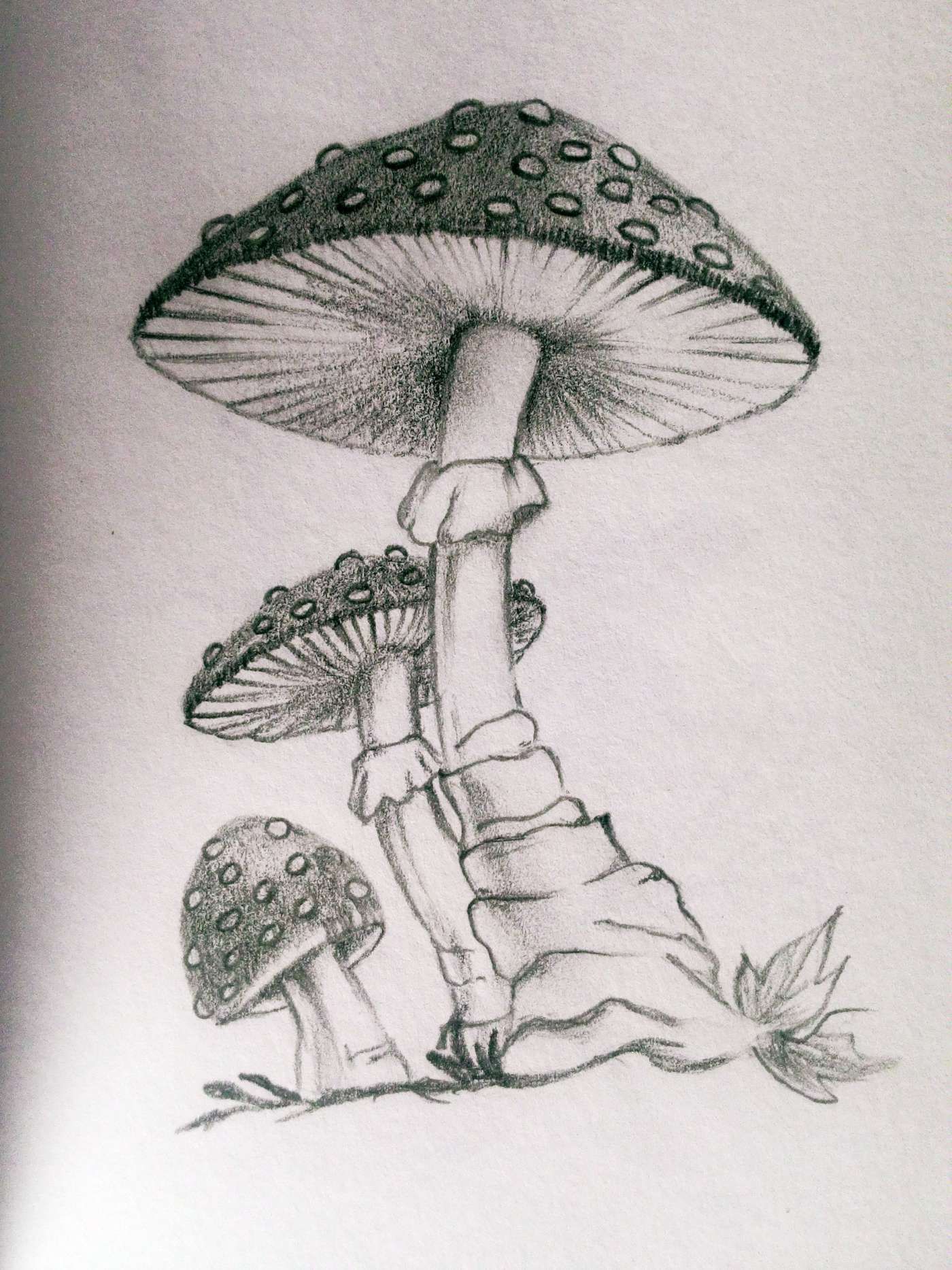 Realistic Mushroom Drawing Detailed Sketch