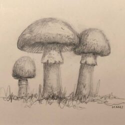 Realistic Mushroom Drawing Fine Art