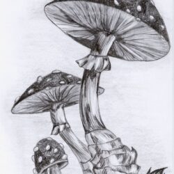 Realistic Mushroom Drawing Hand Drawn Sketch