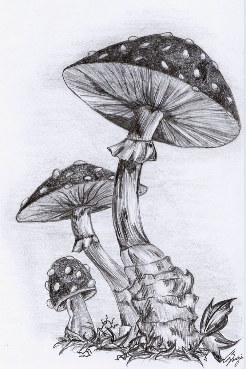 Realistic Mushroom Drawing Hand Drawn Sketch