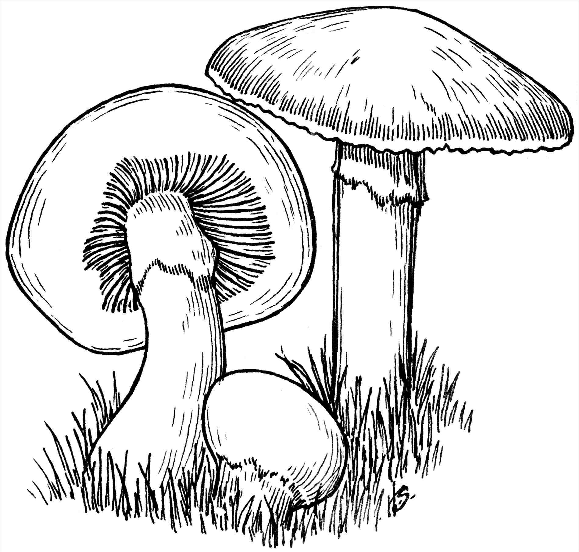 Realistic Mushroom Drawing Hand Drawn