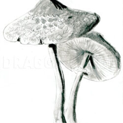 Realistic Mushroom Drawing Image