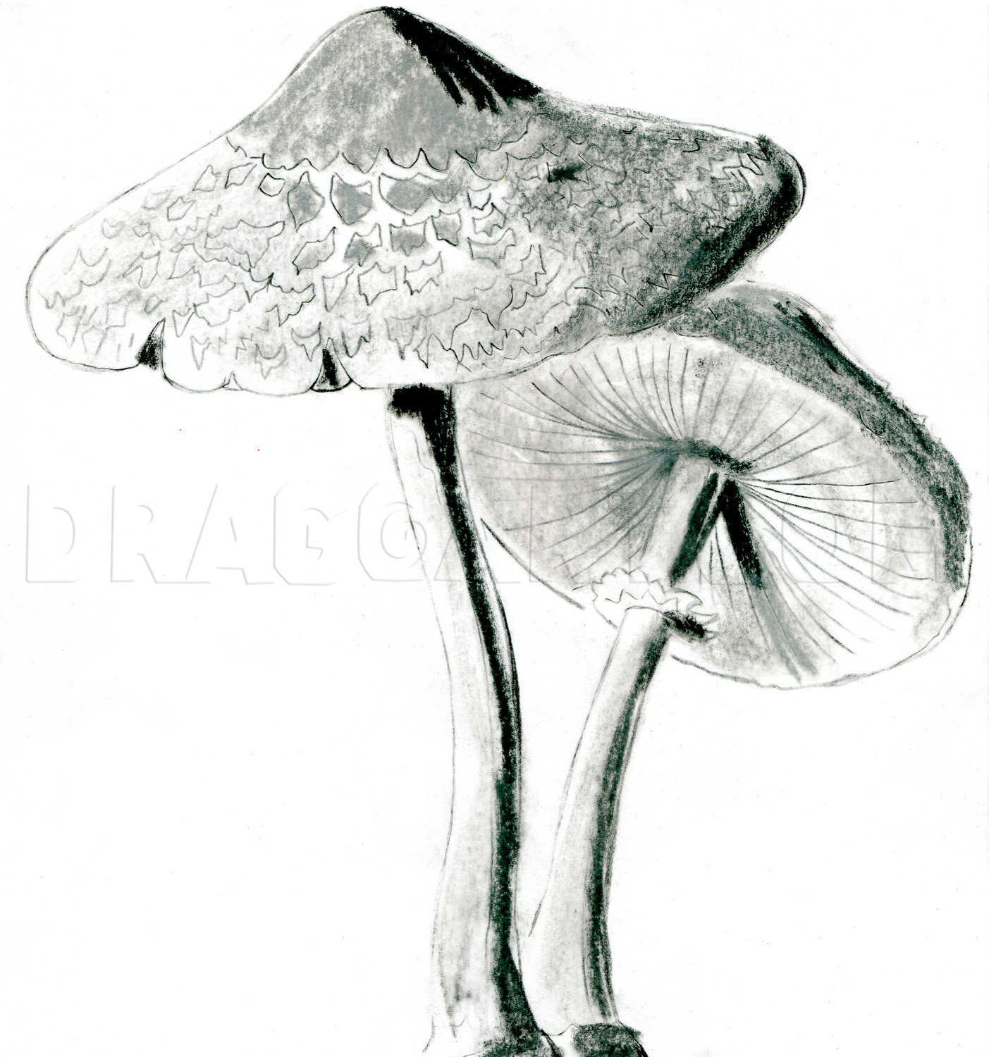 Realistic Mushroom Drawing Image