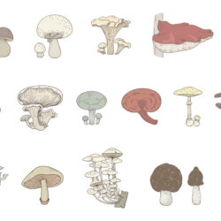 Realistic Mushroom Drawing Intricate Artwork