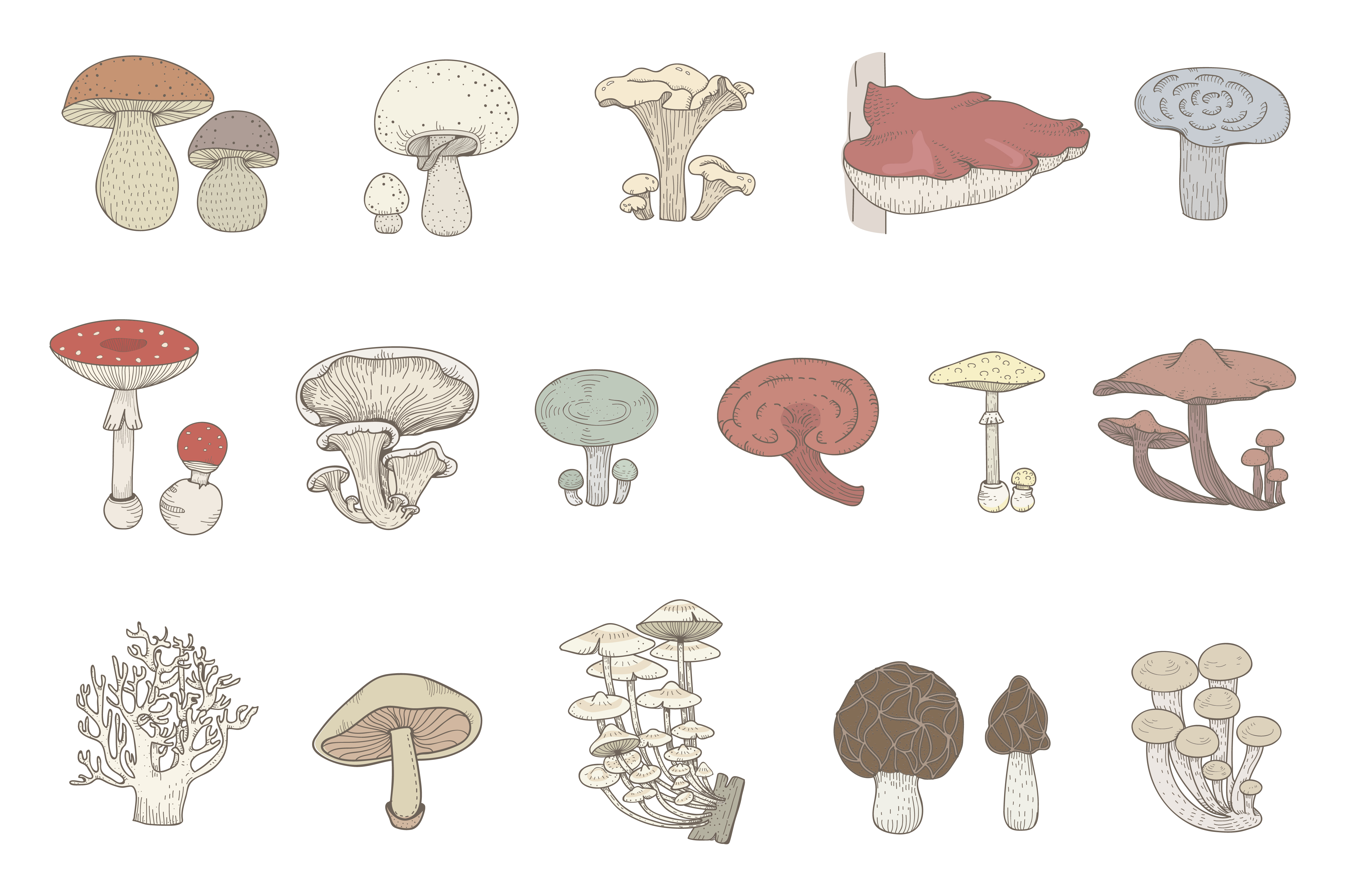 Realistic Mushroom Drawing Intricate Artwork