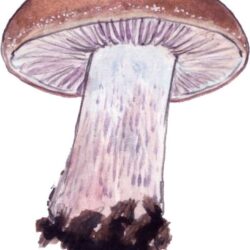 Realistic Mushroom Drawing Modern Sketch