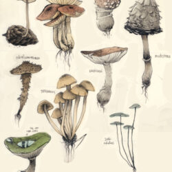 Realistic Mushroom Drawing Photo