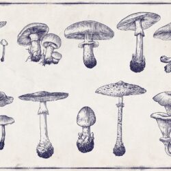 Realistic Mushroom Drawing Picture