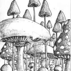 Realistic Mushroom Drawing Realistic Sketch