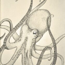 Realistic Octopus Drawing Amazing Sketch