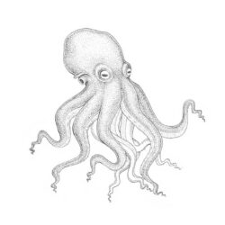 Realistic Octopus Drawing Artistic Sketching