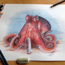 Realistic Octopus Drawing Beautiful Artwork