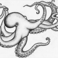 Realistic Octopus Drawing Creative Style