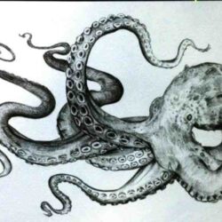 Realistic Octopus Drawing Hand Drawn Sketch