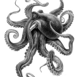 Realistic Octopus Drawing Intricate Artwork