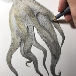 Realistic Octopus Drawing Picture