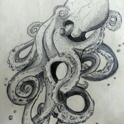 Realistic Octopus Drawing Realistic Sketch