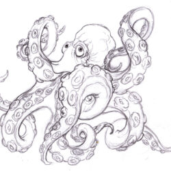Realistic Octopus Drawing Sketch