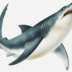 Realistic Shark Drawing