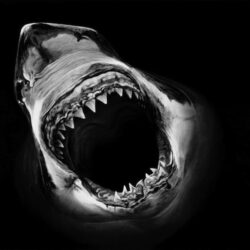 Realistic Shark Drawing Amazing Sketch