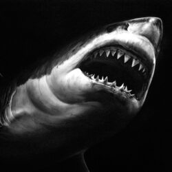 Realistic Shark Drawing Art