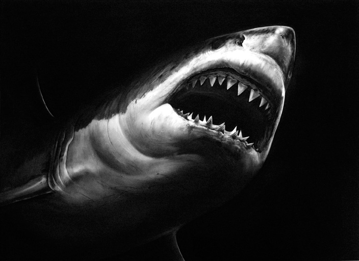 Realistic Shark Drawing Art