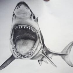 Realistic Shark Drawing Hand Drawn