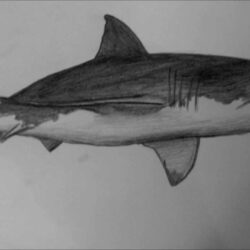 Realistic Shark Drawing Hand Drawn Sketch