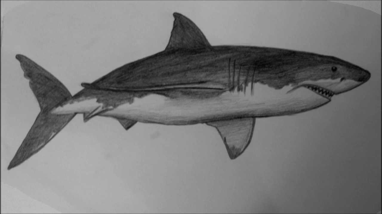 Realistic Shark Drawing Hand Drawn Sketch